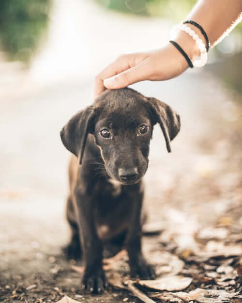 Black Small Dog