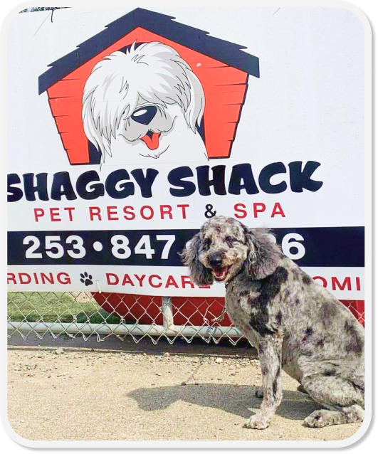 Shaggy dog lodge & shop day spa