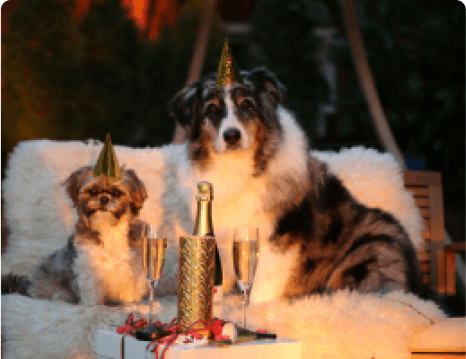 5 Safety Tips for New Year’s Eve With Your Pet!