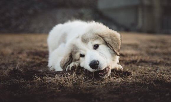 white dog breeds