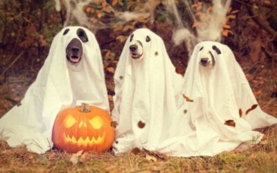 5 Ways to Have a Dog-Friendly Halloween!
