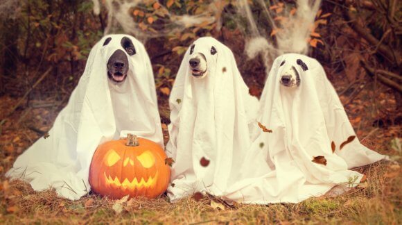 5 Ways to Have a Dog-Friendly Halloween!