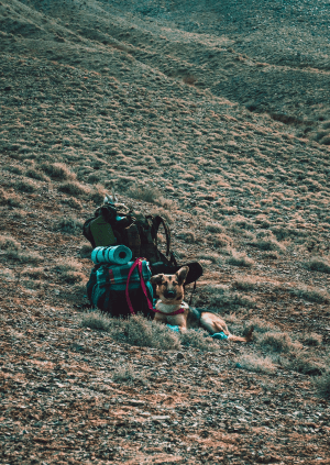 Dangers of Hiking with Your Dog