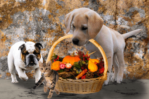 Thanksgiving At Home With Your Dog