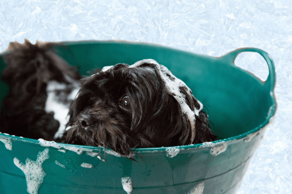 dog wash tub