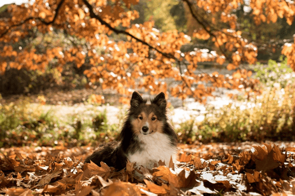 Fall Season Tips For Your Dog And You