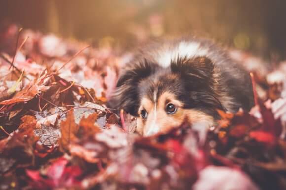 9 Tips For A Special Thanksgiving with your Dog