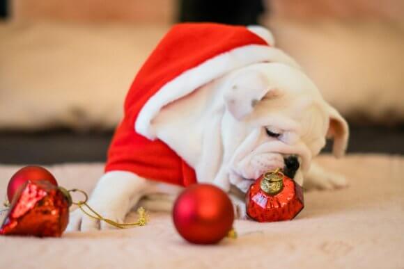 Santa Dog Costume