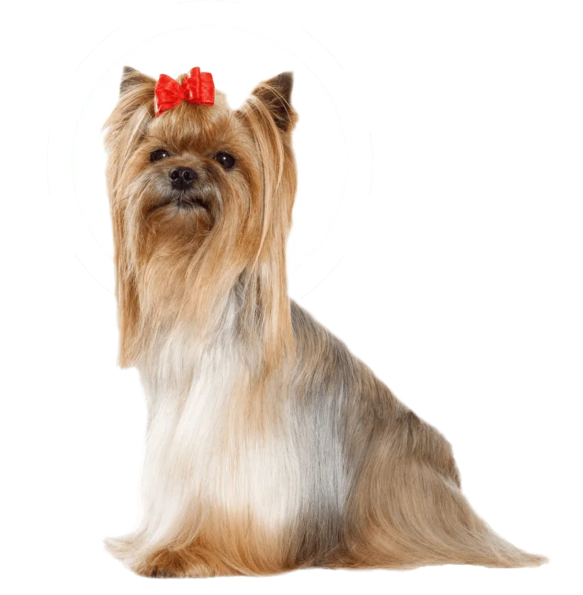 Shaggy-Shack-Pet-Resort-min Shaggy Shack Pet Resort