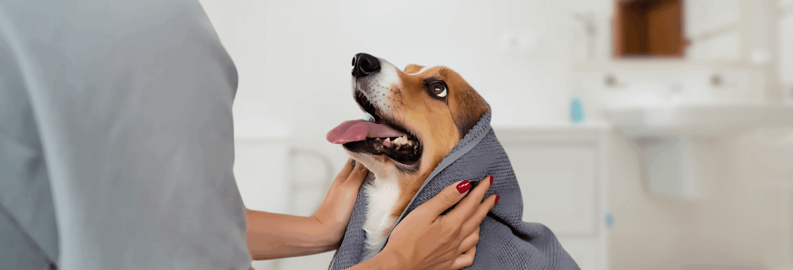 Pamper Your Pup with Justyne's Grooming